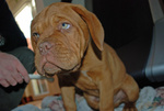 Disponibili Cuccioli Dogue de Bordeaux - Foto n. 2