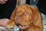 Disponibili Cuccioli Dogue de Bordeaux - Foto n. 4