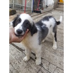 Lelly Cucciola Simil Border Collie Desidera Casa