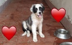 Lelly Cucciola Simil Border Collie Desidera Casa - Foto n. 3