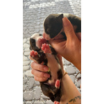 Cuccioli di Pitbull - Foto n. 3