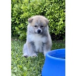 Cuccioli Akita Inu - Foto n. 4