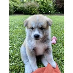 Cuccioli Akita Inu - Foto n. 6