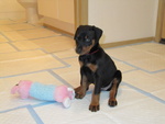 Splendidi Cuccioli di Dobermann