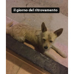 Diego, 5 kg di Dolcezza, Abbandonato in Strada - Foto n. 5