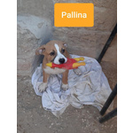 Pallino e Pallina, Incroci Amstaff