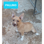 Pallino e Pallina, Incroci Amstaff - Foto n. 2