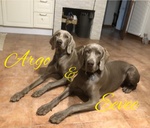 🐶 Weimaraner di 2 anni e 8 mesi in vendita a Varese Ligure (SP) e in tutta Italia da privato