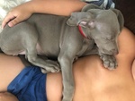 Cuccioli Weimaraner - Foto n. 2