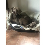 Cuccioli Weimaraner - Foto n. 3