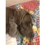 Cuccioli Weimaraner - Foto n. 4