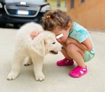 Cucciolo di Pastore Maremmano Abruzzese - Foto n. 2