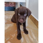 Cuccioli di Labrador - Foto n. 2