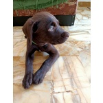 Cuccioli di Labrador - Foto n. 5