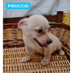 Le 8 Meraviglie: Cuccioli 70 gg, Chiara, Lady, Michela, Miriam, Orsetta, Pallina, Pinuccio e Toto' - Foto n. 6