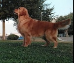 Cucciolata Golden Retriever - Foto n. 3