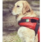 Cucciolata Golden Retriever - Foto n. 4