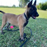 Cuccioli pastore belga malinois