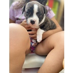 Cuccioli di Staffordshire bull Terrier - Foto n. 2