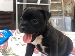 Cuccioli di Staffordshire bull Terrier