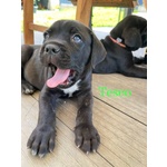 Cuccioli cane Corso - Foto n. 3