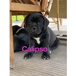 Cuccioli cane Corso - Foto n. 7