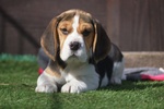 Beagle Cuccioli Splendidi con Pedigree - Foto n. 1