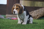 Beagle Cuccioli Splendidi con Pedigree - Foto n. 2