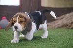 Beagle Cuccioli Splendidi con Pedigree - Foto n. 3