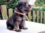 Cuccioli Schnauzer Medio pepe e Sale - Foto n. 3