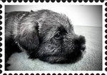 Cuccioli Schnauzer Medio pepe e Sale - Foto n. 5