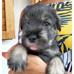 Cuccioli Schnauzer Medio pepe e Sale - Foto n. 7