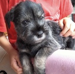 Cuccioli Schnauzer Medio pepe e Sale - Foto n. 8