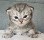 Cuccioli Scottish Fold/straight - Foto n. 4