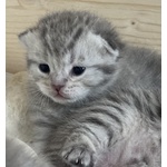 Cuccioli Scottish Fold/straight - Foto n. 5