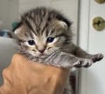 Cuccioli Scottish Fold/straight