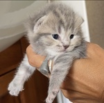 Cuccioli Scottish Fold/straight - Foto n. 7