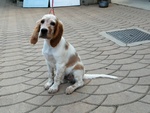 Cani Cucciolo Maschio Setter Inglese - Foto n. 1