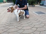 Cani Cucciolo Maschio Setter Inglese - Foto n. 2