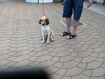Cani Cucciolo Maschio Setter Inglese - Foto n. 3