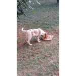 Cani Cucciolo Maschio Setter Inglese - Foto n. 5