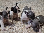 4 Maschietti Bulldog Francese - Foto n. 1