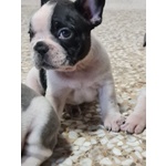 4 Maschietti Bulldog Francese - Foto n. 2