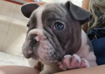 4 Maschietti Bulldog Francese - Foto n. 3