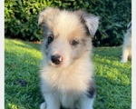 Cuccioli Border Collie