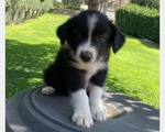 Cuccioli Border Collie - Foto n. 4