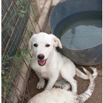 Cucioli 4 mesi Simile Golden Retriver - Foto n. 3