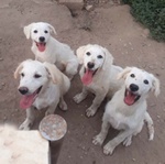 Cucioli 4 mesi Simile Golden Retriver - Foto n. 1