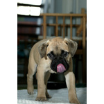 Disponibili Cuccioli di Bullmastiff - Foto n. 1