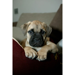 Disponibili Cuccioli di Bullmastiff - Foto n. 3